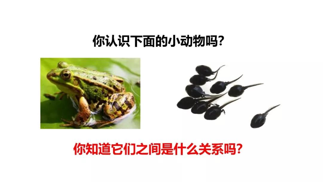 部编小蝌蚪找妈妈讲课视频,部编二上小蝌蚪找妈妈课件