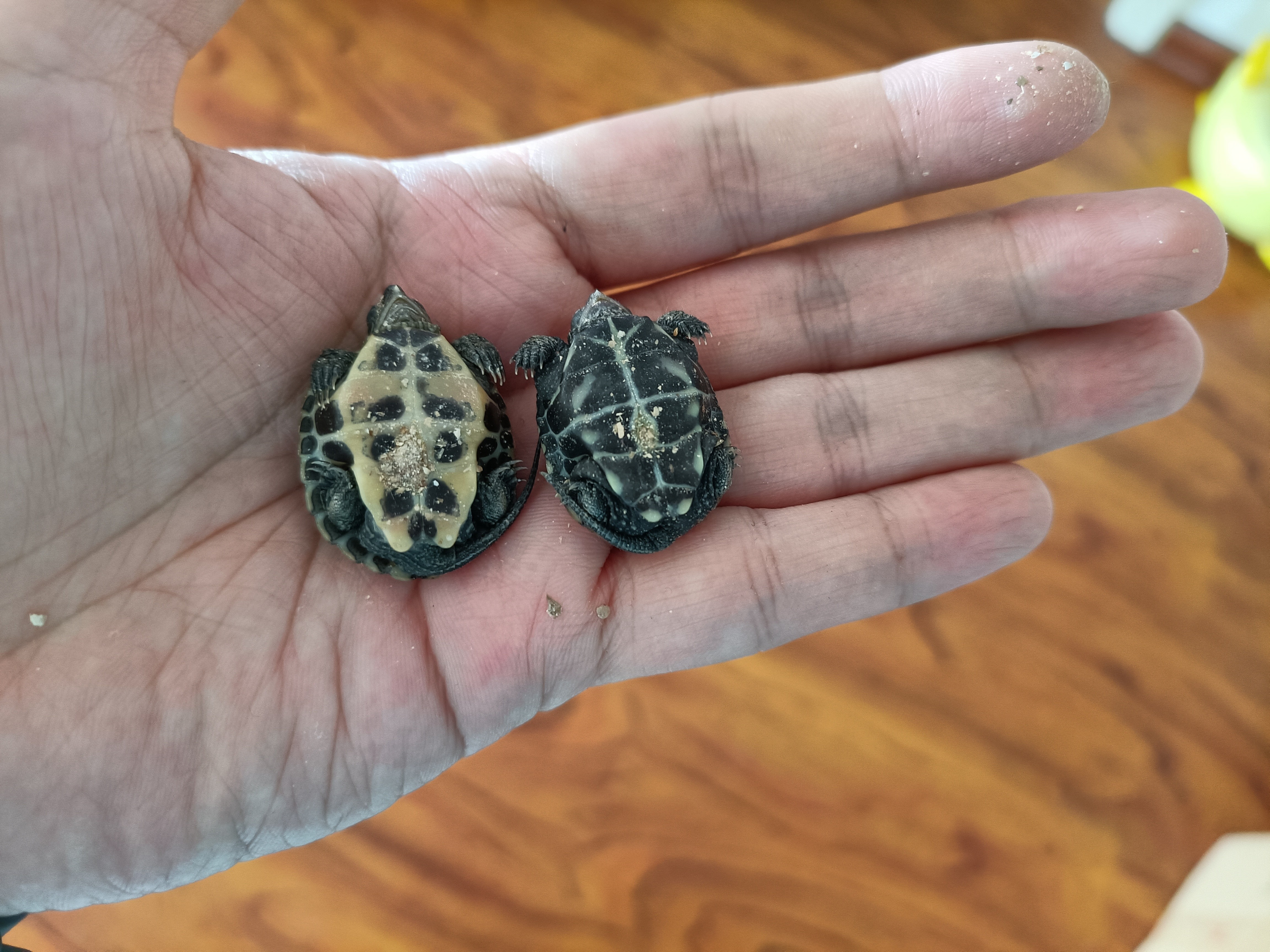 龟蛋孵化出壳怎么养,家养乌龟龟蛋用沙子怎么孵化