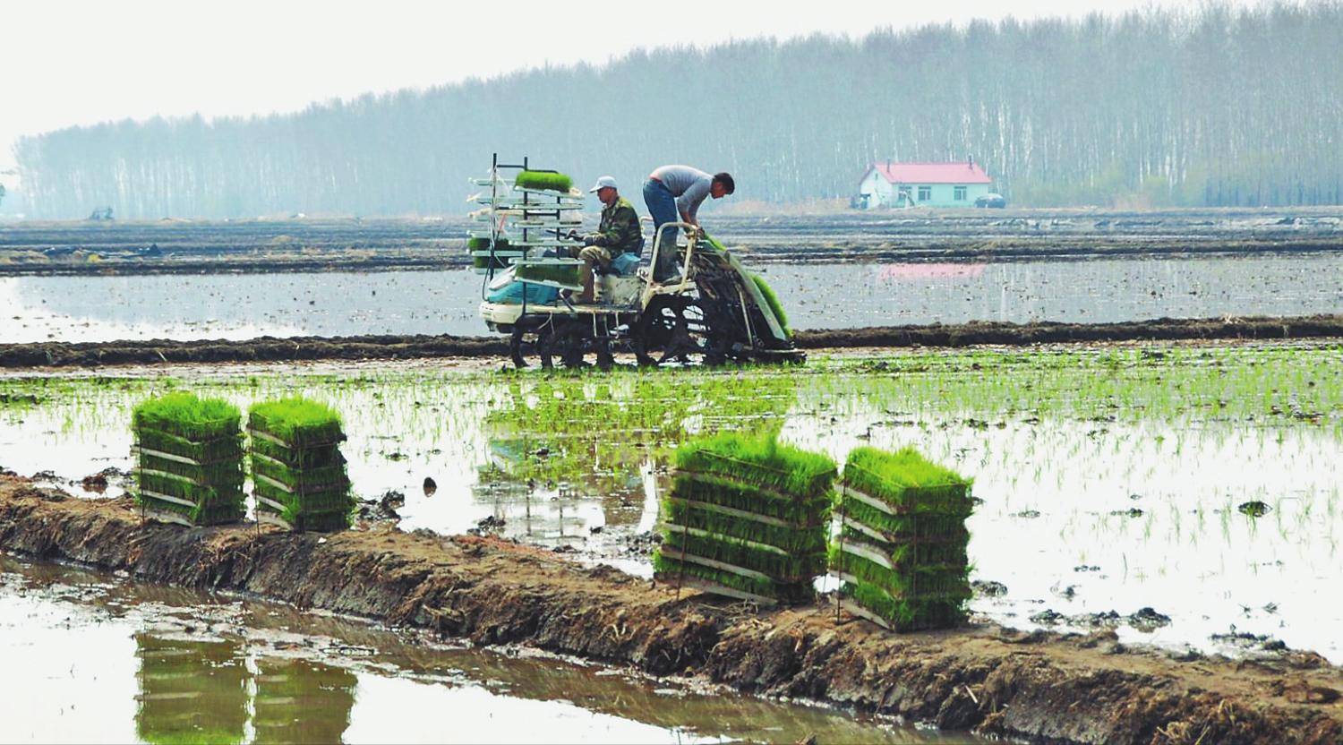 日本人为什么只吃鱼翅不吃鲨鱼,为什么吃鲨鱼的鱼翅而不吃鲨鱼