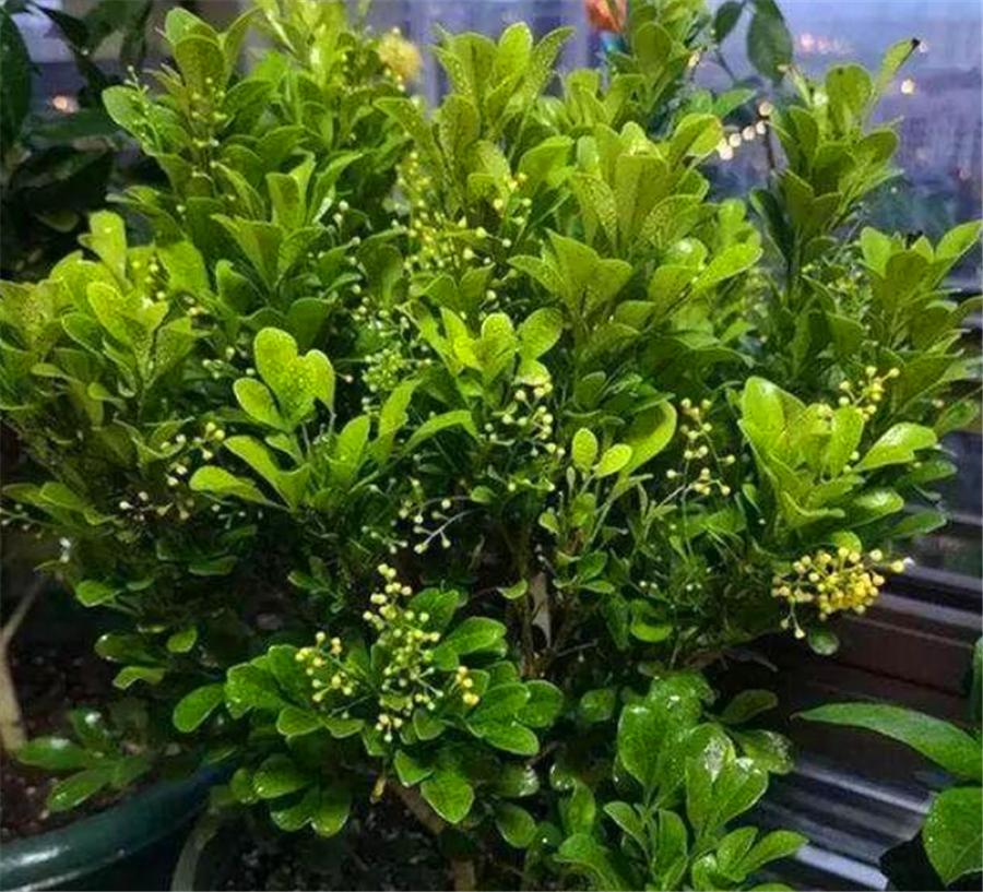 怎么让米兰花爆盆快,怎样让米兰开花不断