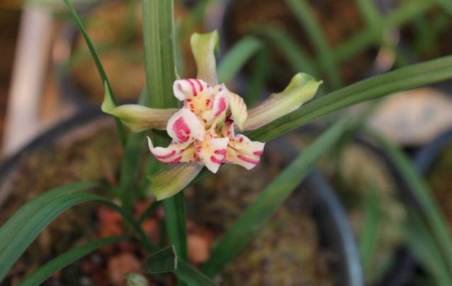 四川160万的天价兰花,四川旺苍珍稀野生兰花濒临灭绝