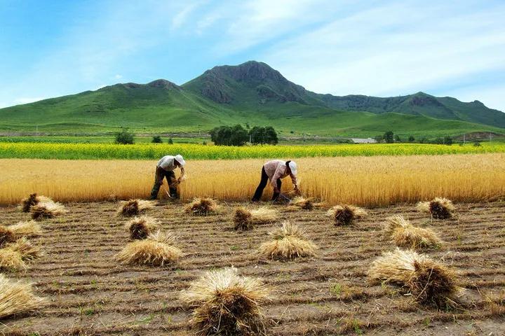 表格填写籍贯是代表什么,填表格里的籍贯是什么意思