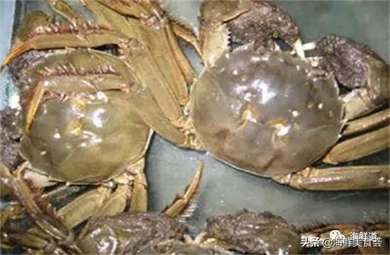 好吃不贵的海鲜种类有哪些,最好吃又最常见海鲜有几种