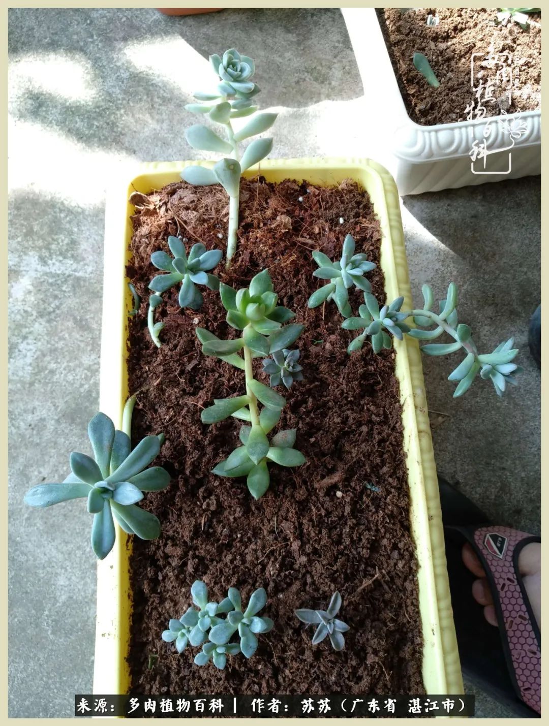 不要辜负与多肉的美好时光,多肉可以给人岁月静好的感觉