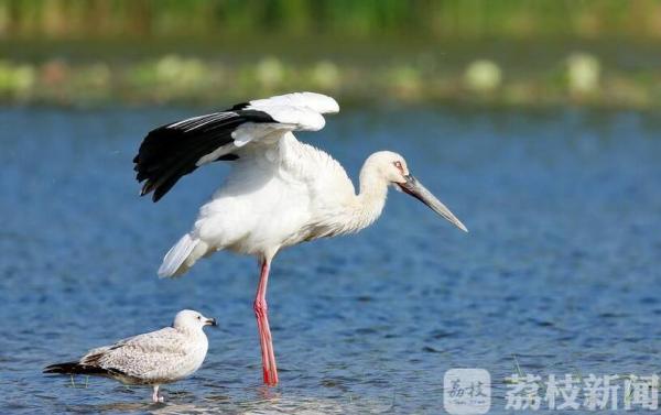 各种动植物科普大全,这些会动的植物你都知道吗