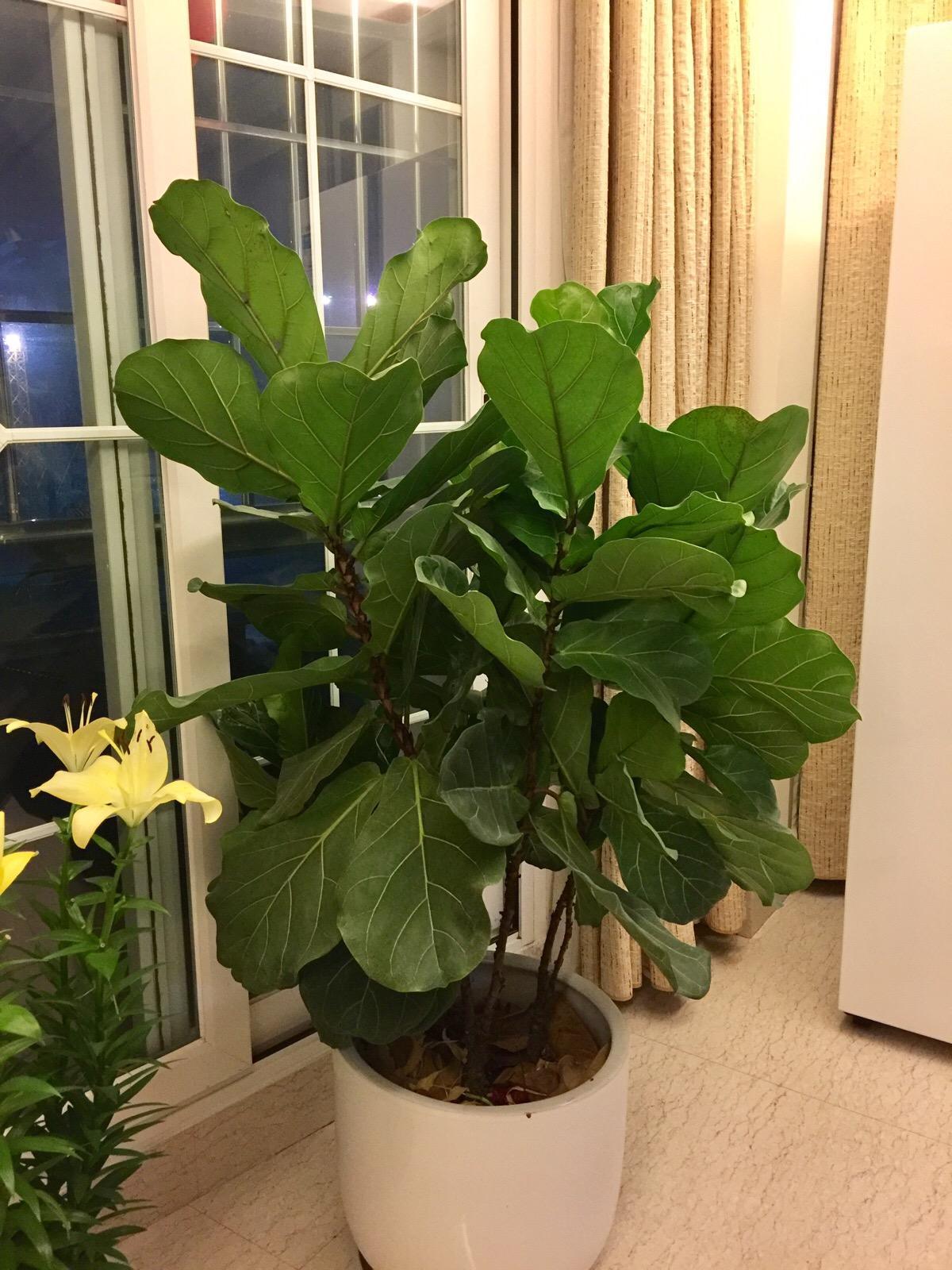 6种漂亮的富贵花好养好看还招财,6种长寿花能活一百年漂亮又吉利