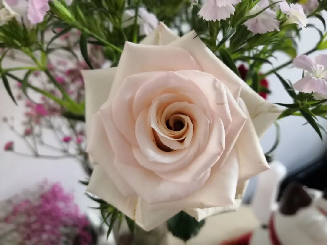 香槟玫瑰黄色泡泡,香槟多头玫瑰种植