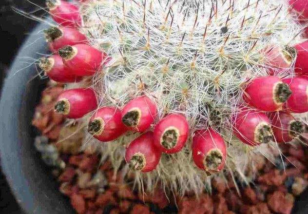 101仙人球,101个仙人球品种