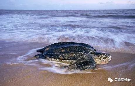 龟的嘴巴有多恐怖,龟用嘴呼吸是什么样的