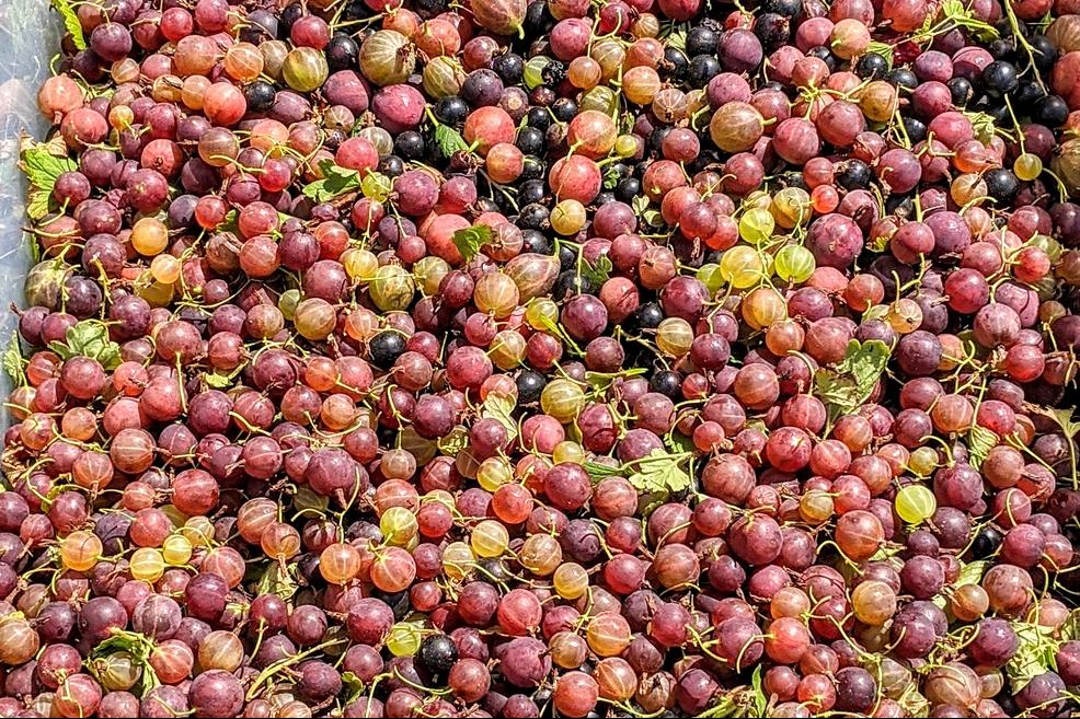 像灯笼果的野果叫什么,野果红灯笼果纯天然