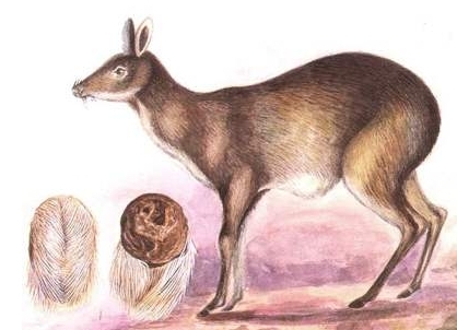 麝香开窍醒神作用机理,麝香可以开窍醒神吗