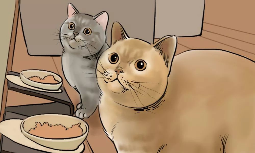 养猫的人到底有多有钱,北上广养猫的人