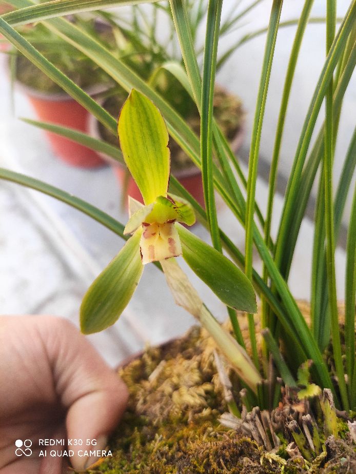 兰花品种认识,兰花叶子你认识几种