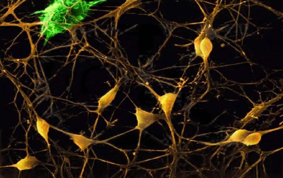 数十头大象神秘死亡,350头大象神秘死亡真相