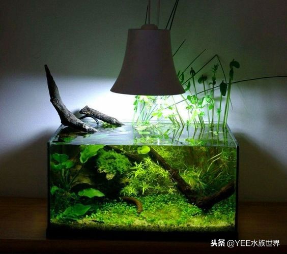 性价比高的鱼缸尺寸,60的鱼缸选高一点的还是矮一点的