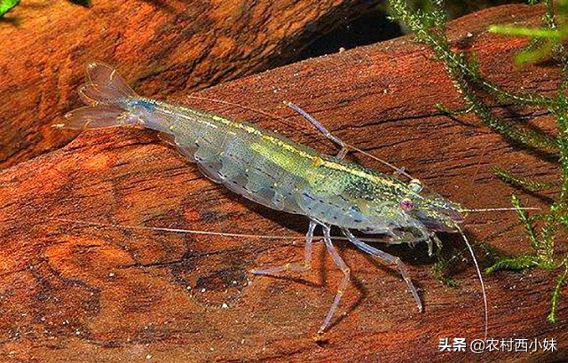 新手买观赏虾最好养殖什么,观赏虾的养殖方法和注意点有哪些