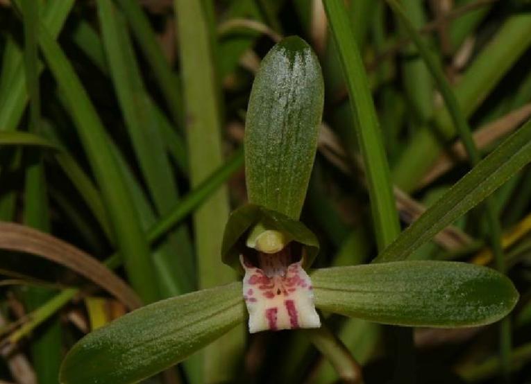 最好的兰花品种图片及名称大全,各种兰花品种详细介绍大全