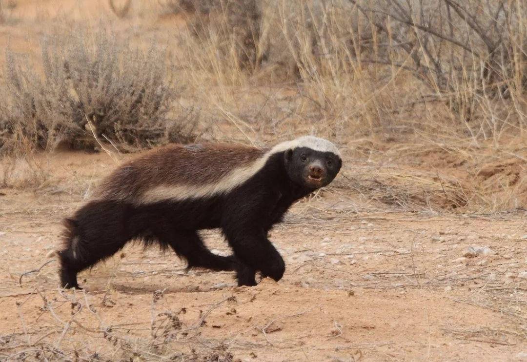 非洲斑鬣狗平头哥谁厉害,平头哥和鬣狗他俩谁更厉害