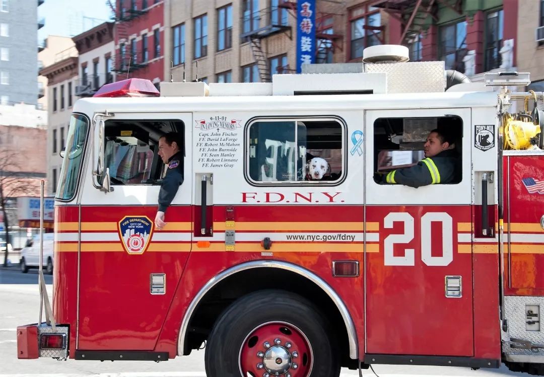 消防犬斑点狗技能,美国消防犬斑点狗