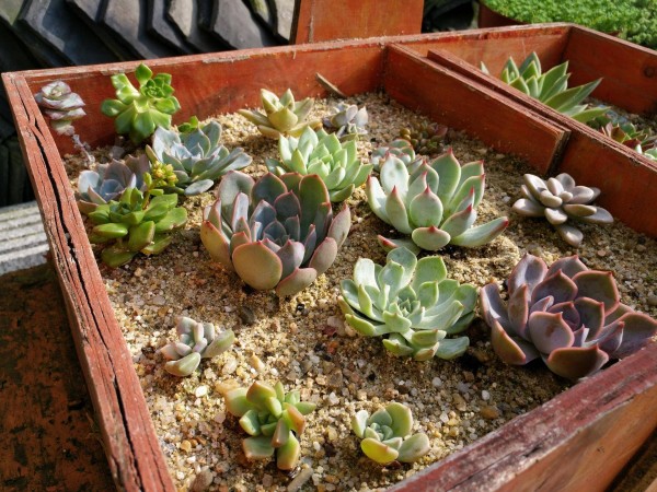 适合栽在庭院的多肉,庭院地栽多肉设计