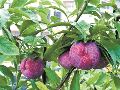 三华李树要栽多久才能结果,种植三华李第一年管理