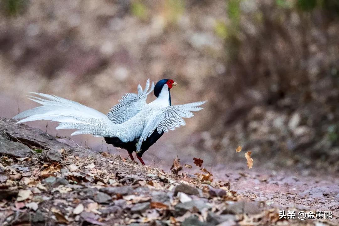 为什么云南女人长相好看,云南真的很漂亮吗