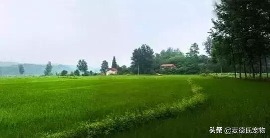 这样的中华田园犬难道你不爱吗,到底什么才是真正的中华田园犬