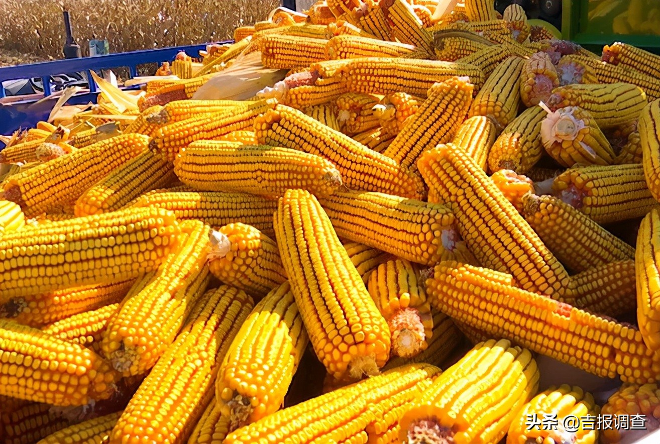 父子对话：请假回家“扒苞米”？用不着啦！柳河县现在都玩机械化收割