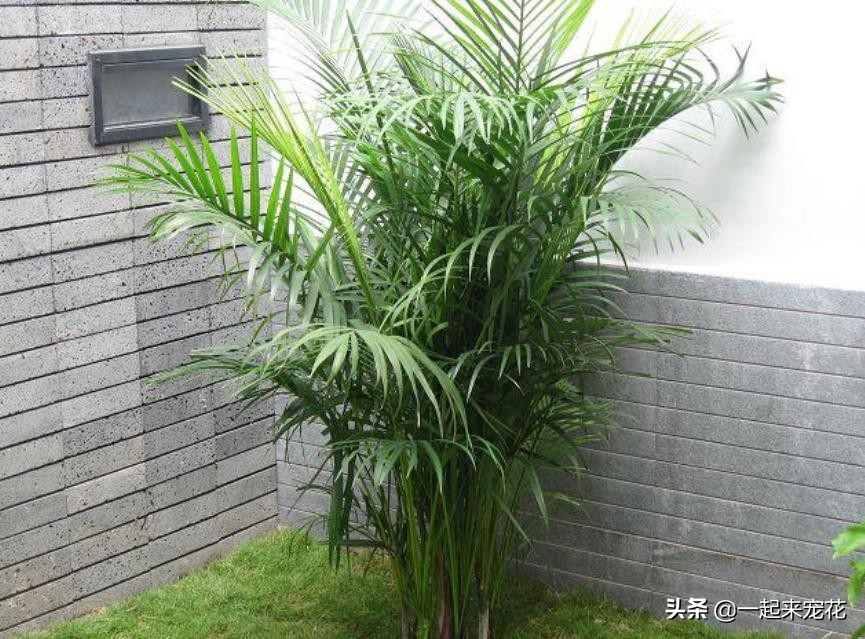 什么竹子盆栽好养,什么盆栽竹子好养活又好看