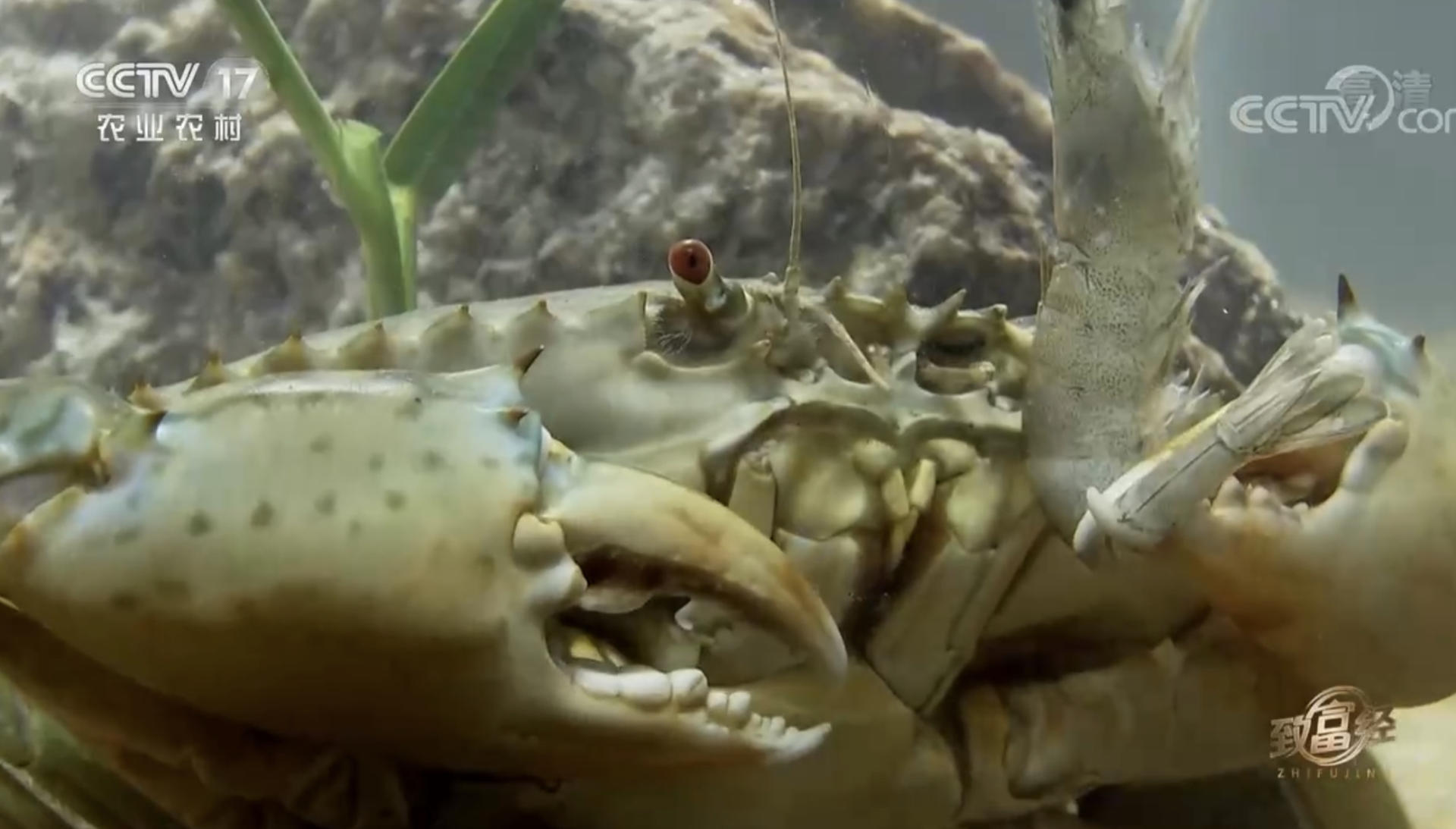 高中毕业的海南小伙，放弃60万年薪，回乡卖鱼干，年赚500万