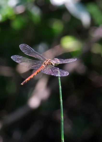 美丽的蜻蜓诗句,描写蜻蜓的诗句古诗大全