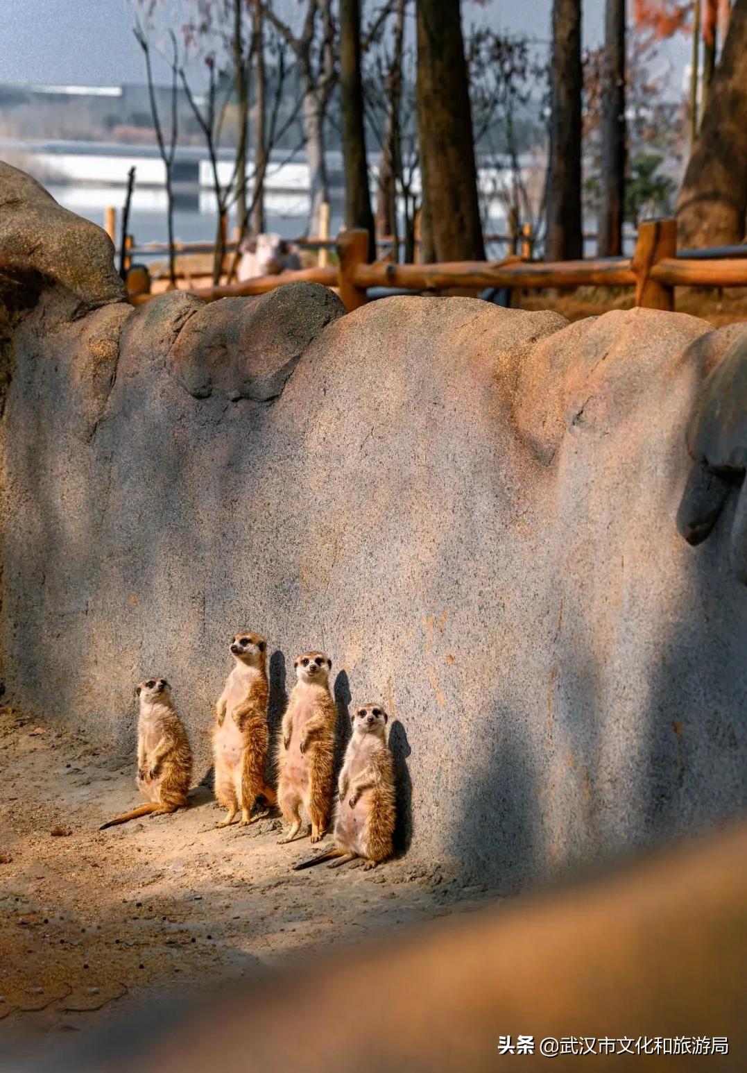 武汉野生动物王国营业时间,武汉野生动物王国有哪些园区