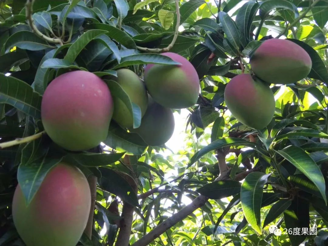 苹果芒都有哪些品种,七彩苹果芒