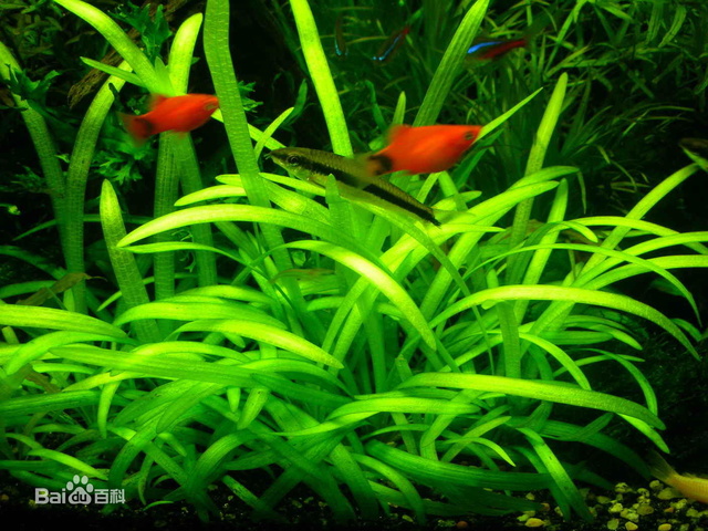 金鱼缸适合养什么水草图片,金鱼缸里养什么样的水草好