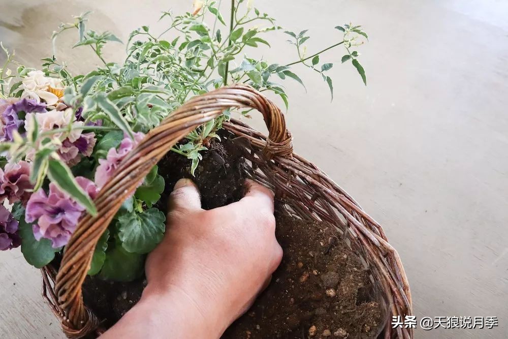 三色堇花卉盆栽,四季开花盆栽三色堇