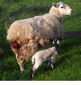 母羊尿道脱落怎么办,母猪产后防疫程序