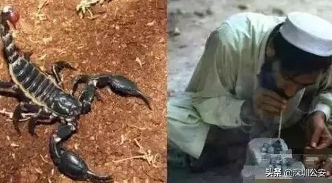 蝎子烟真的能吸吗,蝎子烟的危害