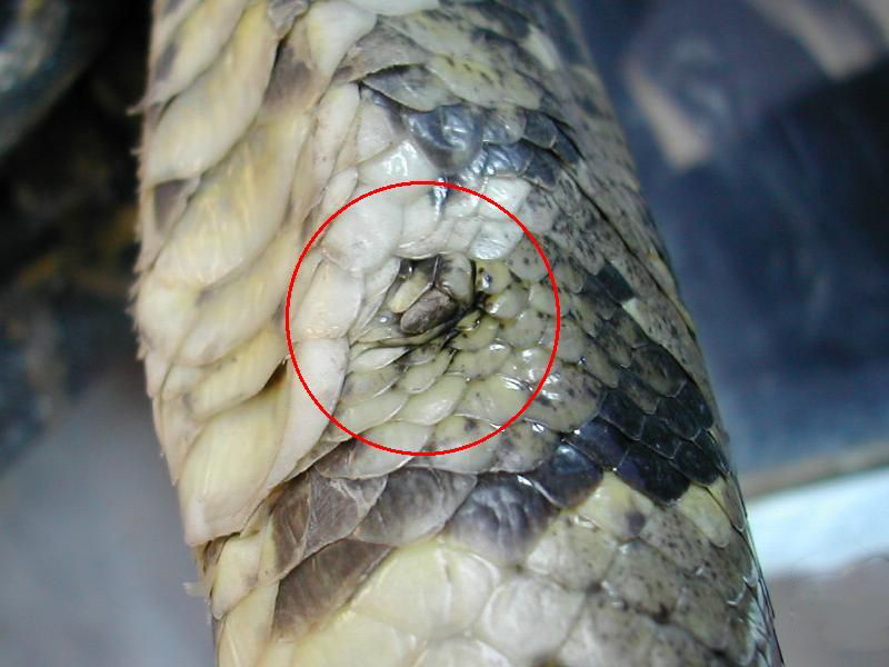 13公斤巨蟒闯入农家生吞活山羊,云南巨蟒吞了三只羊