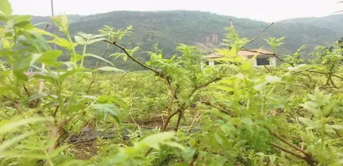 正宗张家界莓茶有什么,揭秘张家界莓茶