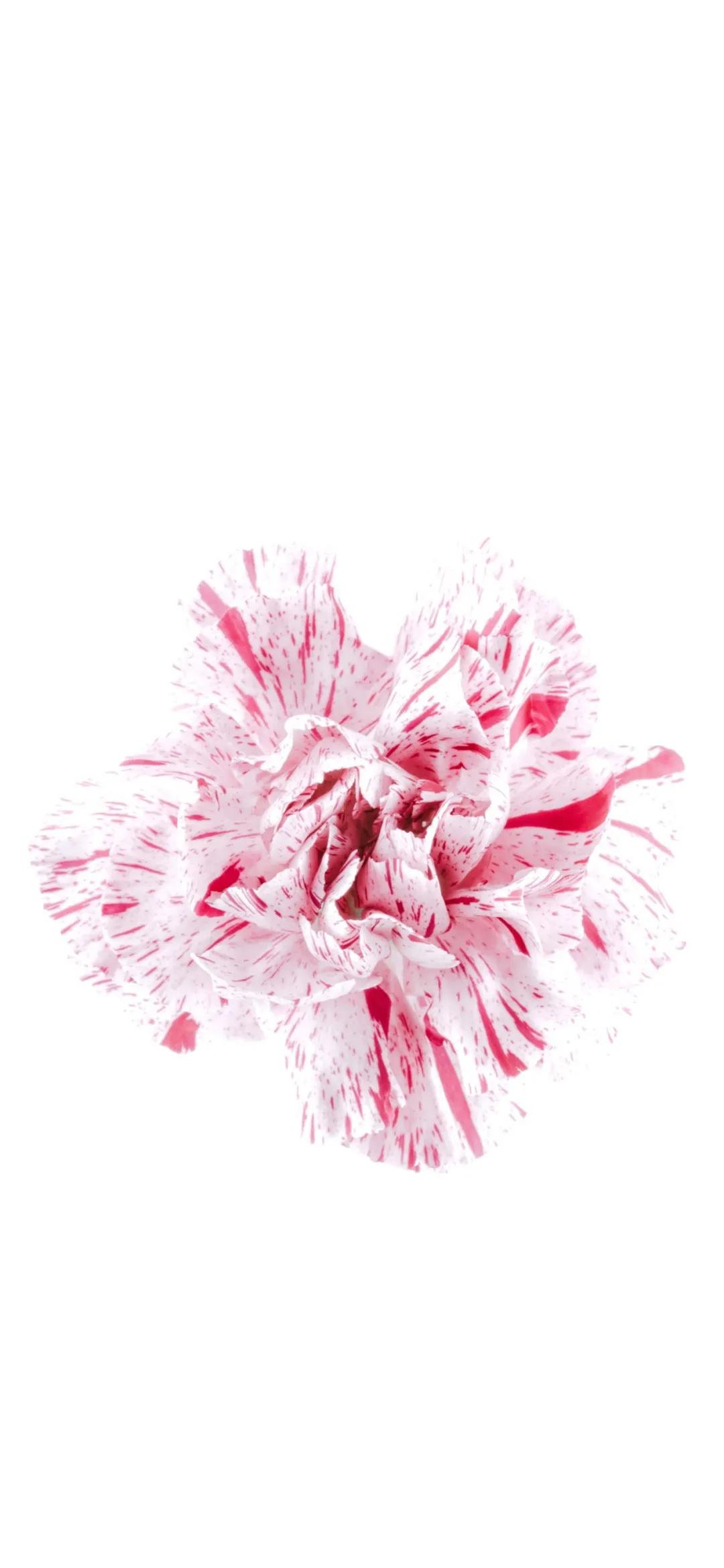 文艺素雅治愈植物手机壁纸,唯美治愈系手机壁纸植物