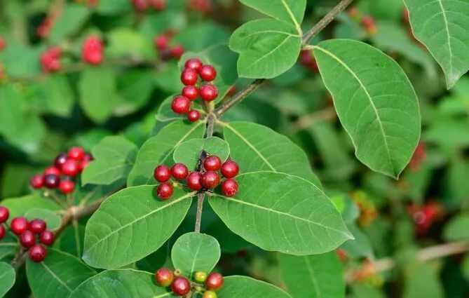 西双版纳风景彩云之南,美丽的西双版纳人间的天堂