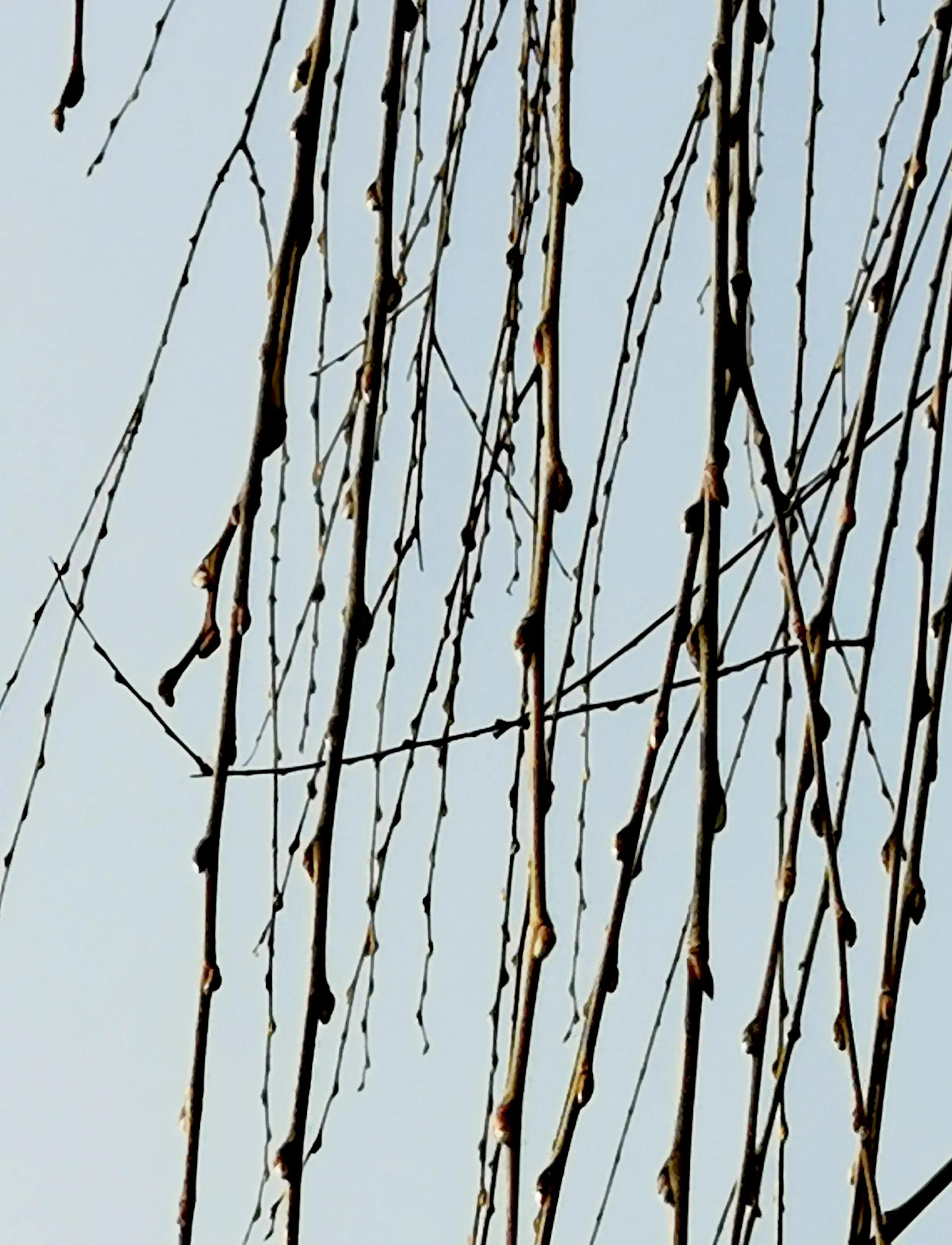 大年初一逛栎阳湖湿地公园，柳色遥看近吐绿，春归石川河！