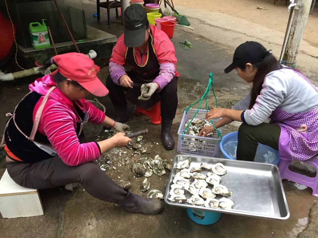 钦州三娘湾寻找白海豚,钦州三娘湾中华白海豚咬不咬人