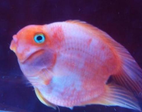 迷你鹦鹉鱼变白褪色是怎么回事,鹦鹉鱼受惊吓褪色后发白怎么处理