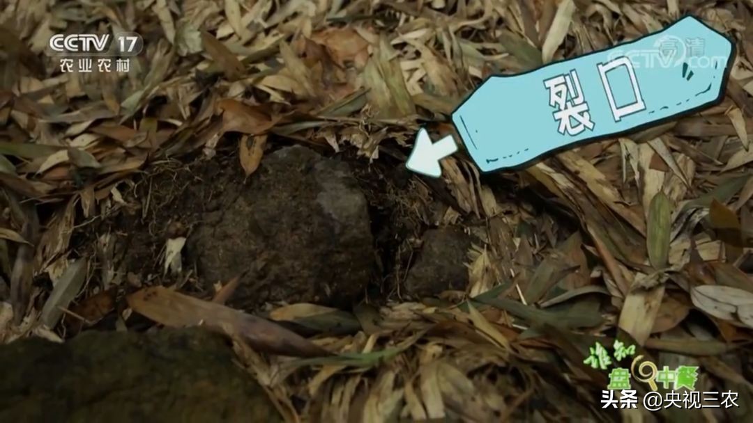 冬笋没能去除麻涩味吃了有害吗,冬笋如何焯水去涩味放冰糖和白醋