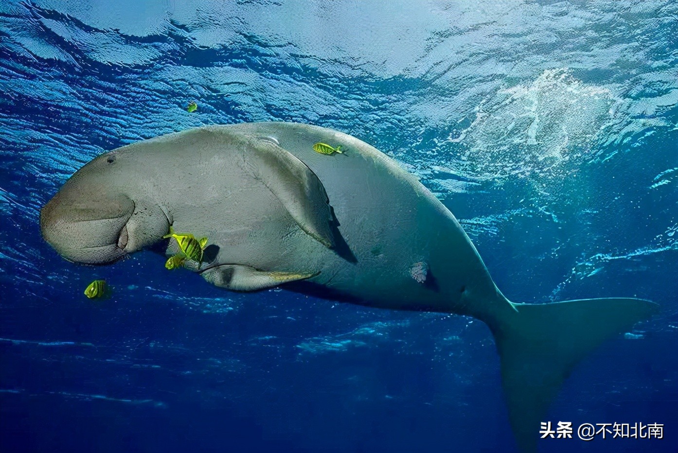 广西常见比目鱼,广西罕见的鱼有哪些图片