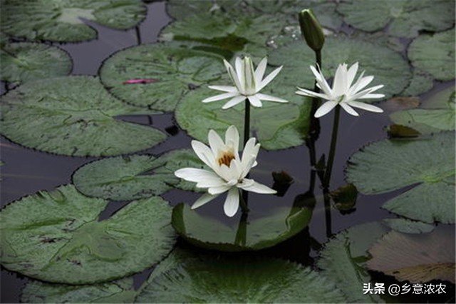 白睡莲怎么种植,养睡莲的方法和注意事项