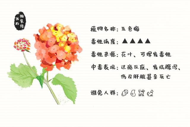 绿萝有毒长寿花有毒吗,绿萝有毒吗什么花有毒