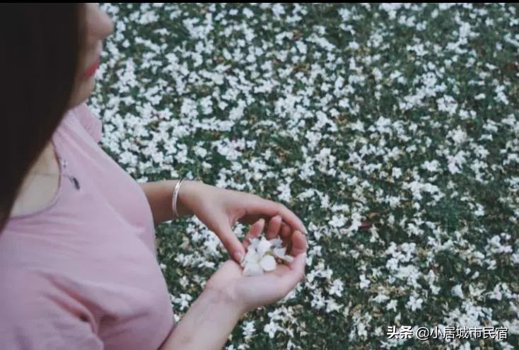 从化旅游景点大全樱花,从化樱花旅游景点