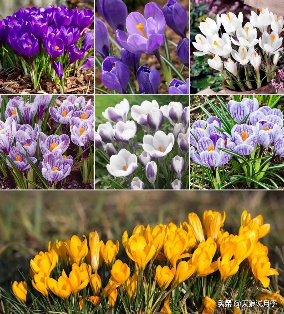 狼家球根怎么样,狼家球根上市了吗